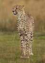Portrait of a Cheetah, Masai Mara Royalty Free Stock Photo
