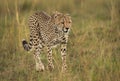 Portrait of a Cheetah, Masai Mara Royalty Free Stock Photo