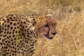 Portrait of cheetah. Masai mara. Royalty Free Stock Photo