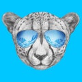 Portrait of Cheetah with mirror sunglasses.