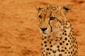 Portrait Cheetah