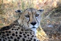 Portrait of a Cheetah