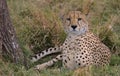 portrait of cheetah sitting alert in grass in the wild savannah of the masai mara, kenya Royalty Free Stock Photo