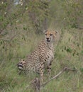 Portrait of cheetah sitting in bush licking lips in the wild masai mara kenya