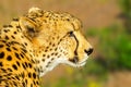 Face of cheetah