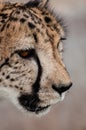 Portrait of a Cheetah