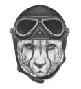 Portrait of Cheetah with Vintage Helmet.