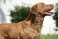 Portrait of chesapeake bay retriever