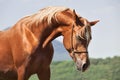 Portrait of chestnut arabian colt at mountain background