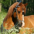 Portrait of chestnut arabian horse with perfect harness Royalty Free Stock Photo