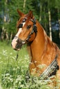 Portrait of chestnut arabian stallion with perfect harness Royalty Free Stock Photo