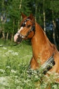 Portrait of chestnut arabian stallion with perfect harness Royalty Free Stock Photo
