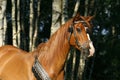 Portrait of chestnut arabian stallion with perfect harness Royalty Free Stock Photo