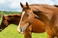 Portrait of chestnut  brood mare posing in meadow with her foal.  sunny summer day Royalty Free Stock Photo