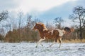 Portrait of chestnut brown and white horse galloping Royalty Free Stock Photo