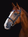 Chestnut budyonny dressage horse in bridle with handmade browband isolated on black background