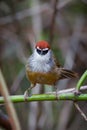 Portrait of Chestnut-capped Babbler