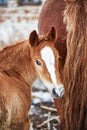 Portrait of a chestnut draft foal with white stripe standing next to the mother Royalty Free Stock Photo