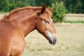 Portrait of a chestnut foal of a heavy draft breed with a white star on the forehead in a pasture Royalty Free Stock Photo