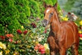 Portrait of chestnut foal Royalty Free Stock Photo