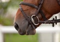 Portrait chestnut gelding horse in bridle. Horse is eating. Digestion closeup of the head of a calm horse. Equestrian