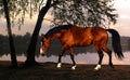 Chestnut horse on the background of clouds, on the shore of the evening lake, collage Royalty Free Stock Photo
