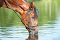 Portrait of chestnut horse drinking water in river Royalty Free Stock Photo