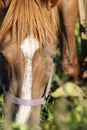 Portrait of chestnut horse grazing  at pasture. close up. sunny autumn day Royalty Free Stock Photo