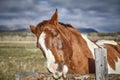 Portrait of a chestnut horse playing with wooden fence, Grand Te Royalty Free Stock Photo