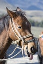 Portrait of chestnut horse pulling his tongue. Merida, Venezuela Royalty Free Stock Photo