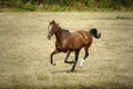 Portrait of a brown horse galloping in a meadow Royalty Free Stock Photo