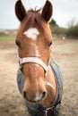 Closeup Portrait Chestnut Pony Regarding the Camera