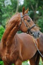 Portrait of chestnut stallion with braided mane