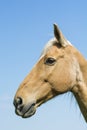 Portrait chestnut stallion