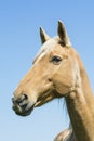 Portrait chestnut stallion