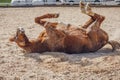 Chestnut trakehner stallion horse rolling in sand in paddock in spring daytime