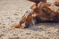 Chestnut trakehner stallion horse rolling in sand in paddock in spring daytime