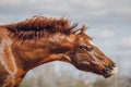 Chestnut trakehner stallion horse shaking head on sky background in spring