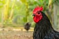 Portrait Chicken black australorp rooster.