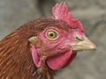 Portrait of a chicken Royalty Free Stock Photo