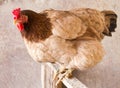 Portrait of a chicken farm Royalty Free Stock Photo