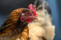 Portrait chicken on the farm, poultry concept Royalty Free Stock Photo