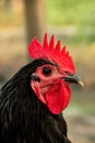Portrait Chicken black australorp rooster.
