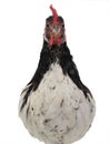 portrait chicken lakenfelder isolated on white background Royalty Free Stock Photo