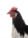 portrait chicken lakenfelder isolated on white background Royalty Free Stock Photo