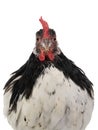 portrait chicken lakenfelder isolated on white background Royalty Free Stock Photo