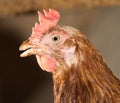 Portrait chicken