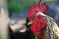 Portrait chicken rooster bird Royalty Free Stock Photo