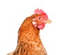 Portrait of a chicken, side view