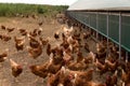 Portrait of chicken in a typical free range poultry organic farm Royalty Free Stock Photo